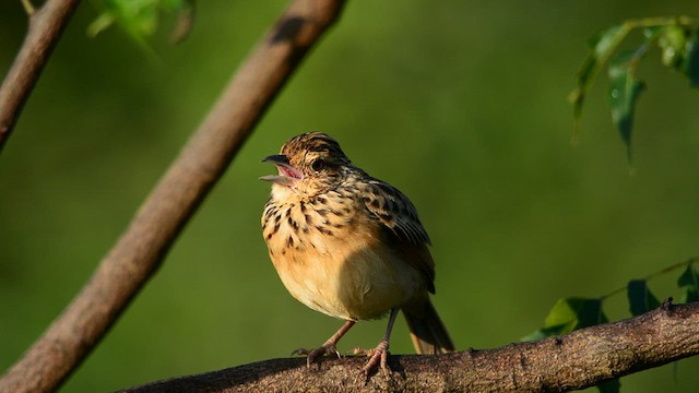 Jerdon's Bushlark - ML632256070