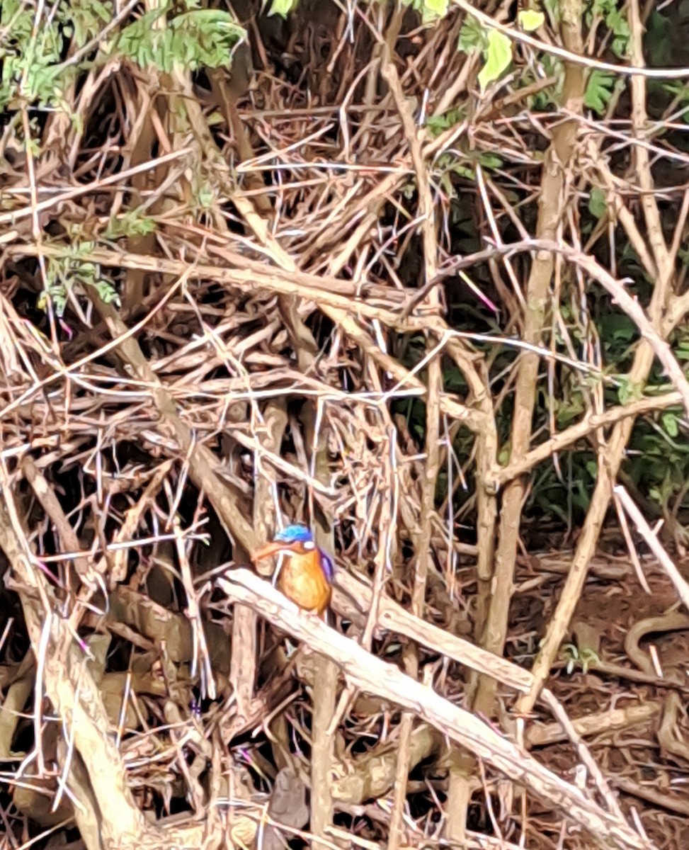 Malachite Kingfisher - ML632256172