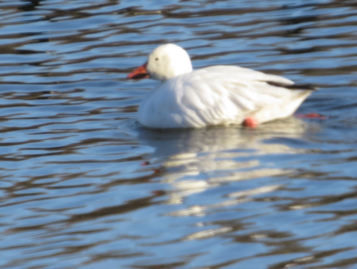 Snow Goose - ML632256364