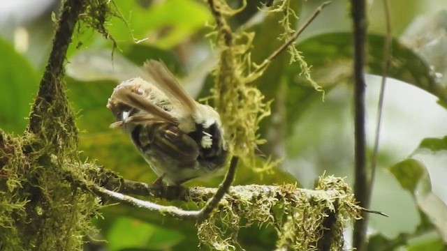 Scale-crested Pygmy-Tyrant - ML632256387