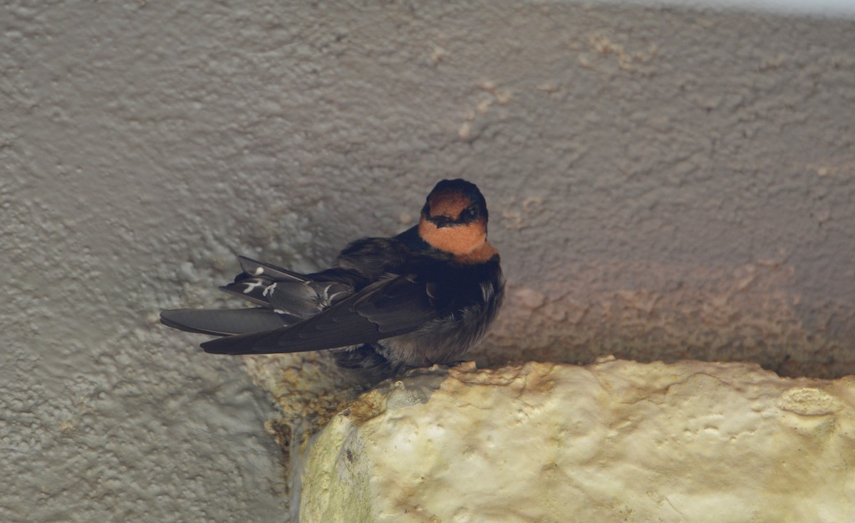 Hirondelle des Nilgiri - ML632256706