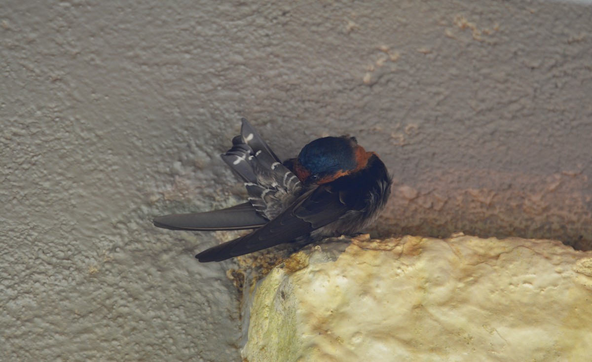 Hirondelle des Nilgiri - ML632256707