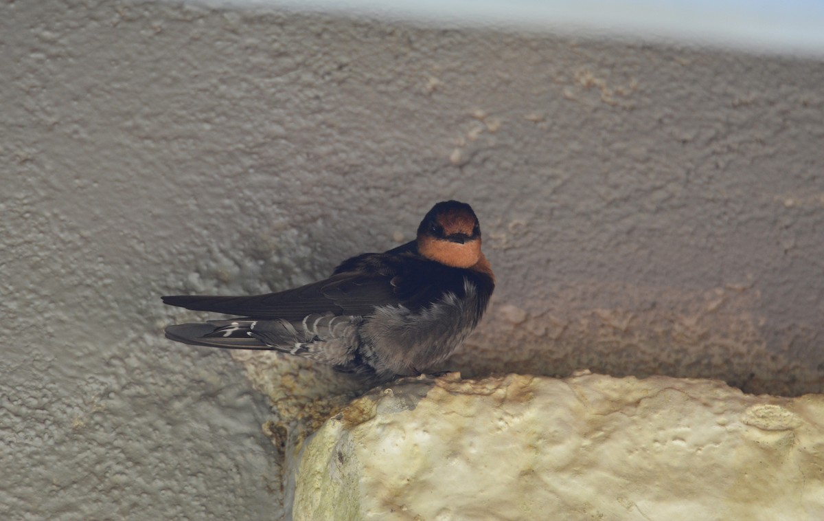 Hirondelle des Nilgiri - ML632256708
