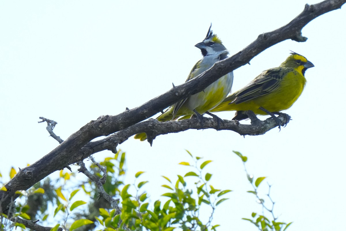 Yellow Cardinal - ML632256755