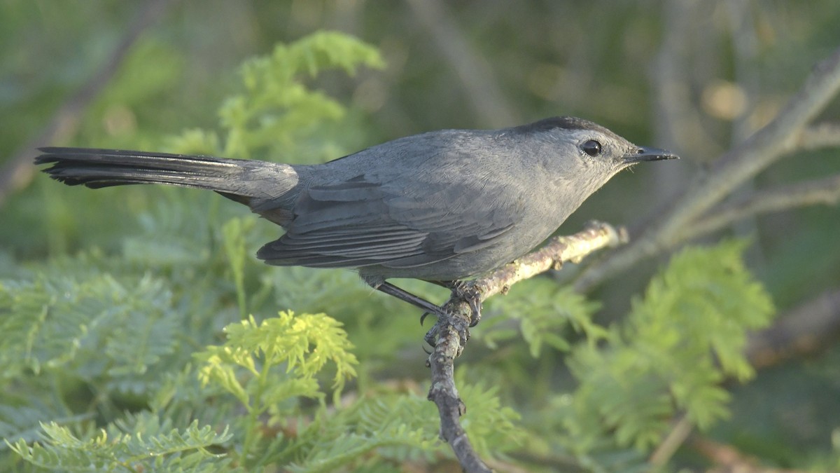 Gray Catbird - ML632256884
