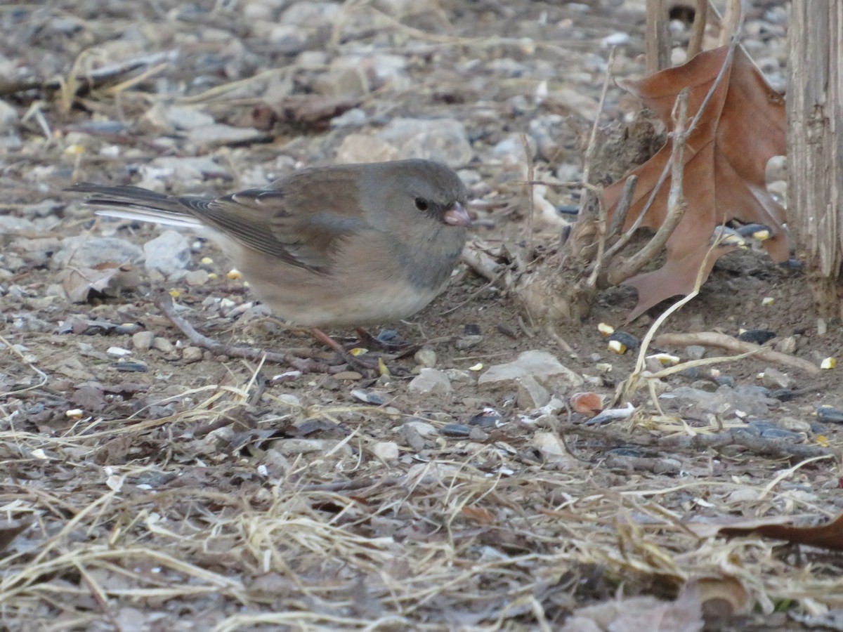Dark-eyed Junco - ML632256941