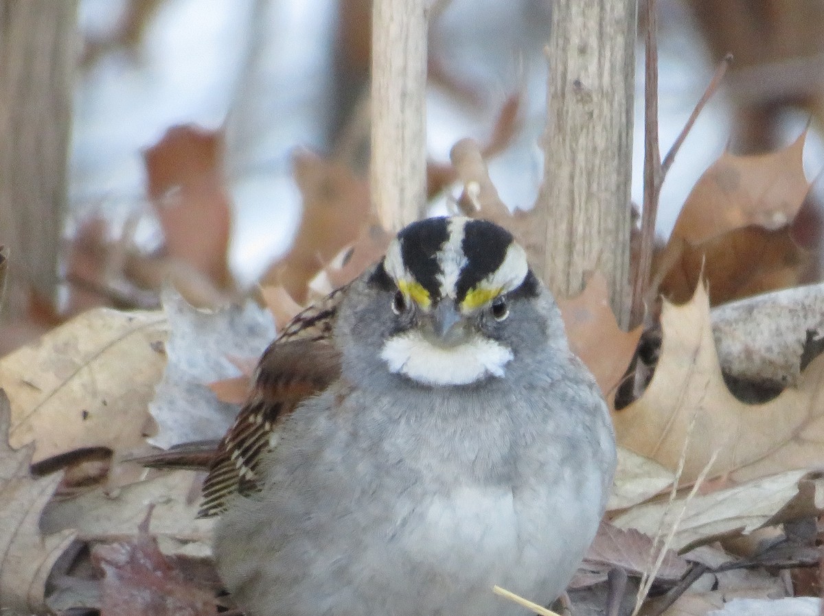 White-throated Sparrow - ML632256950