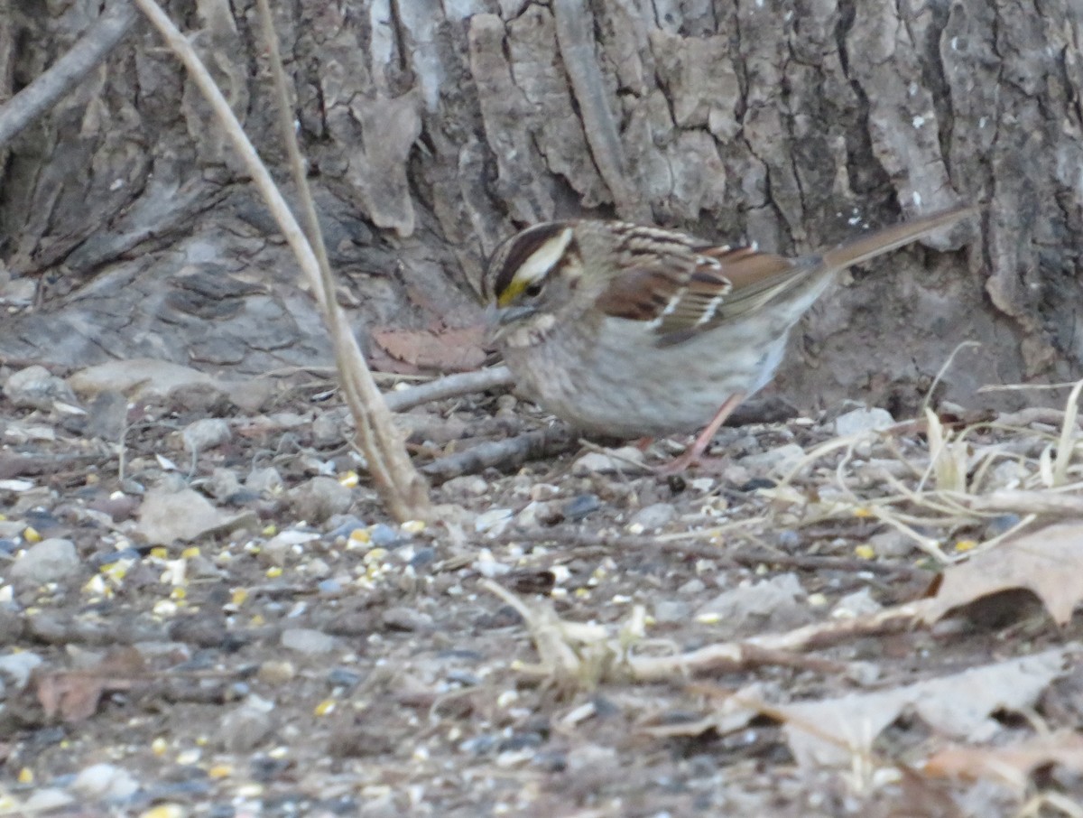 White-throated Sparrow - ML632256956