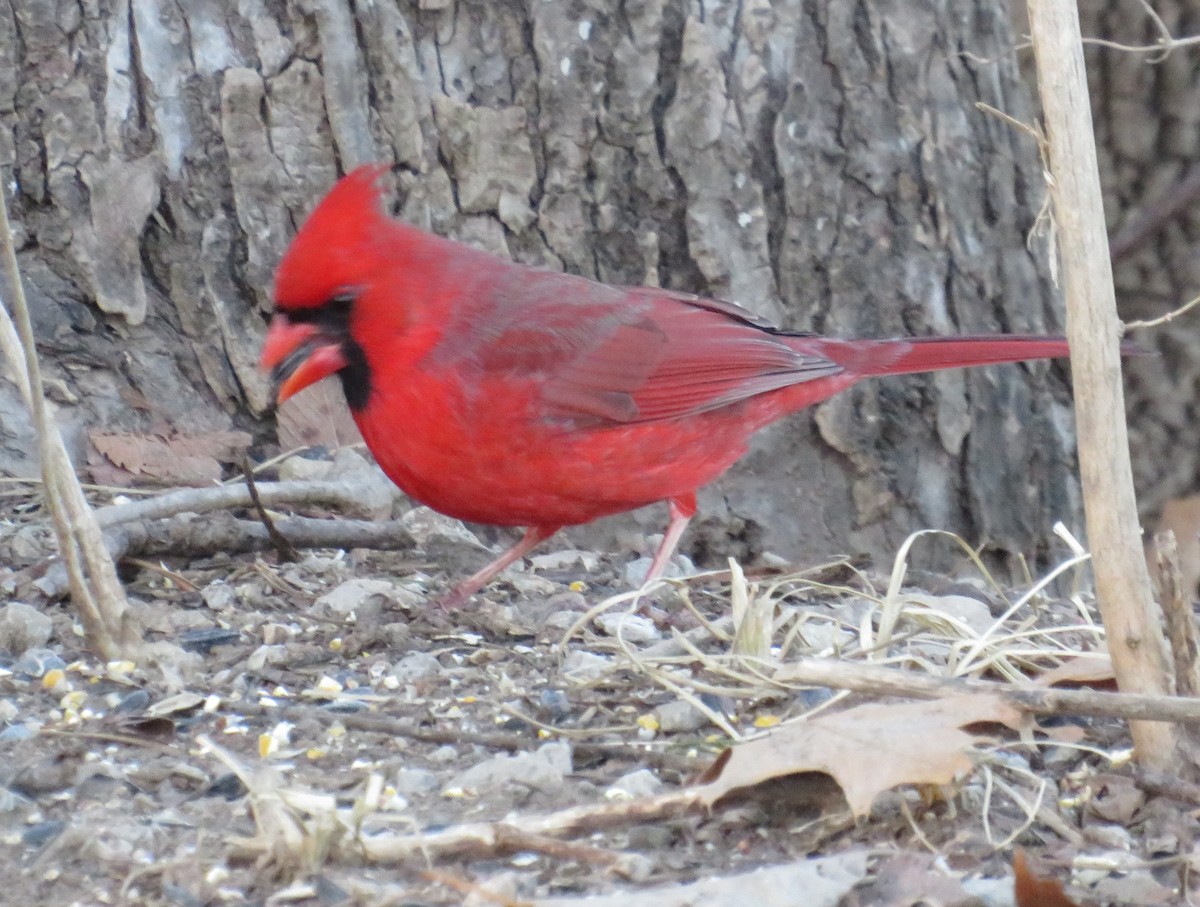 Northern Cardinal - ML632256962