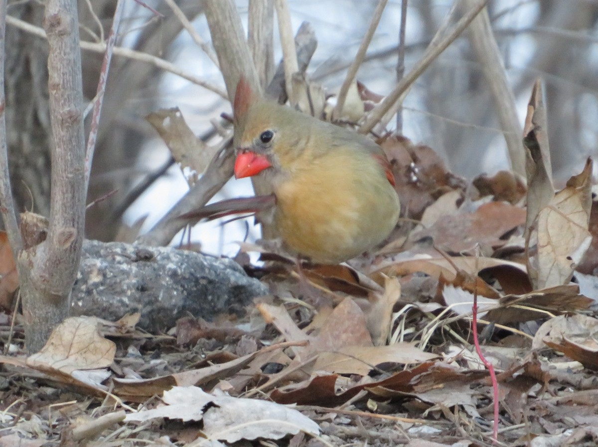 Northern Cardinal - ML632256975
