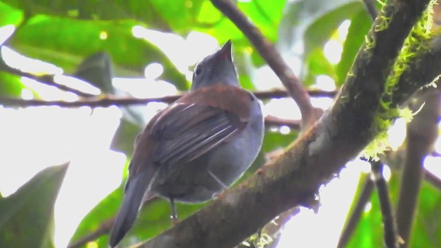 Andean Solitaire - ML632256985