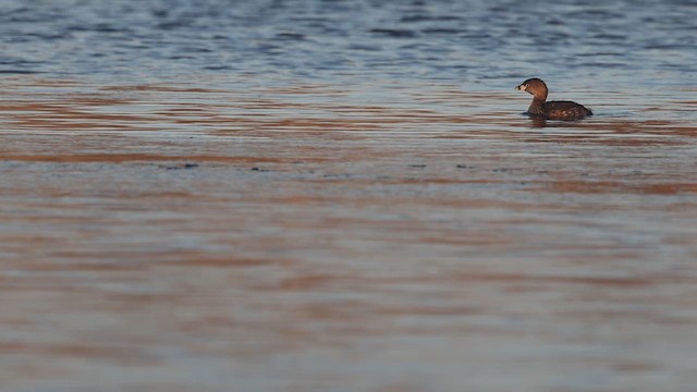 Pied-billed Grebe - ML632257103