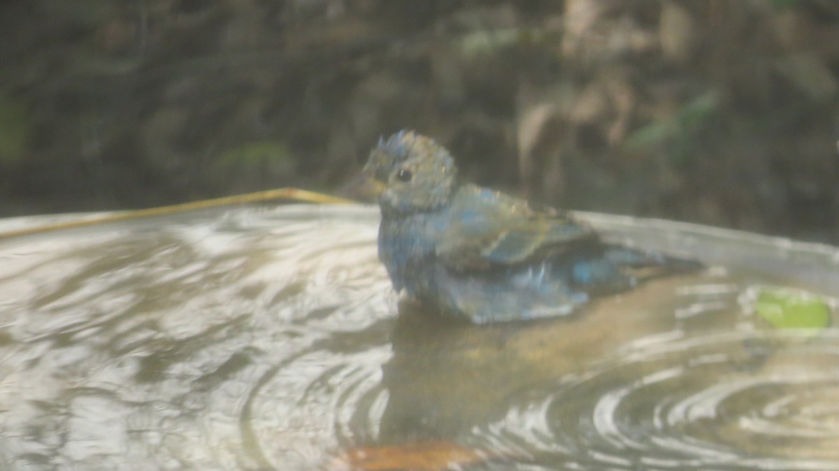 Indigo Bunting - ML632257114