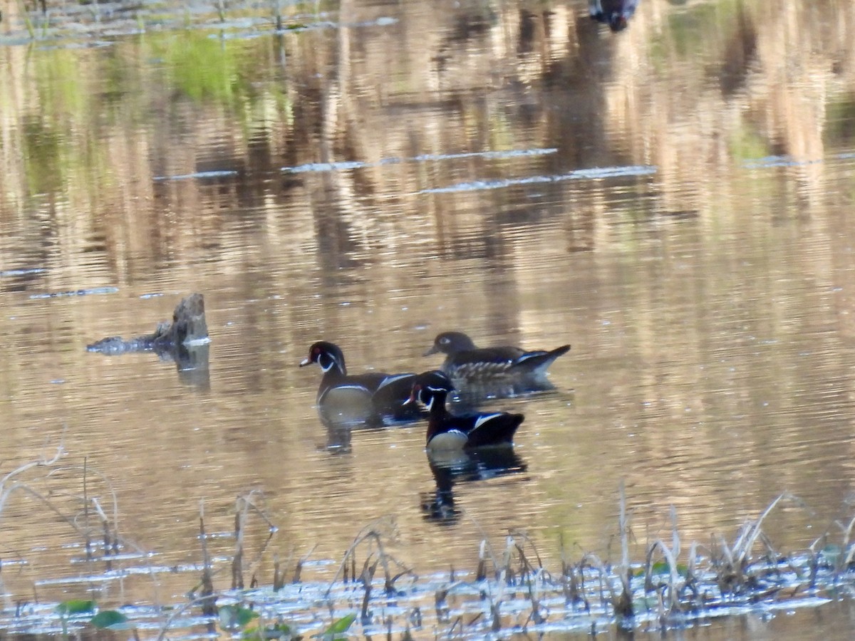 Wood Duck - ML632257133