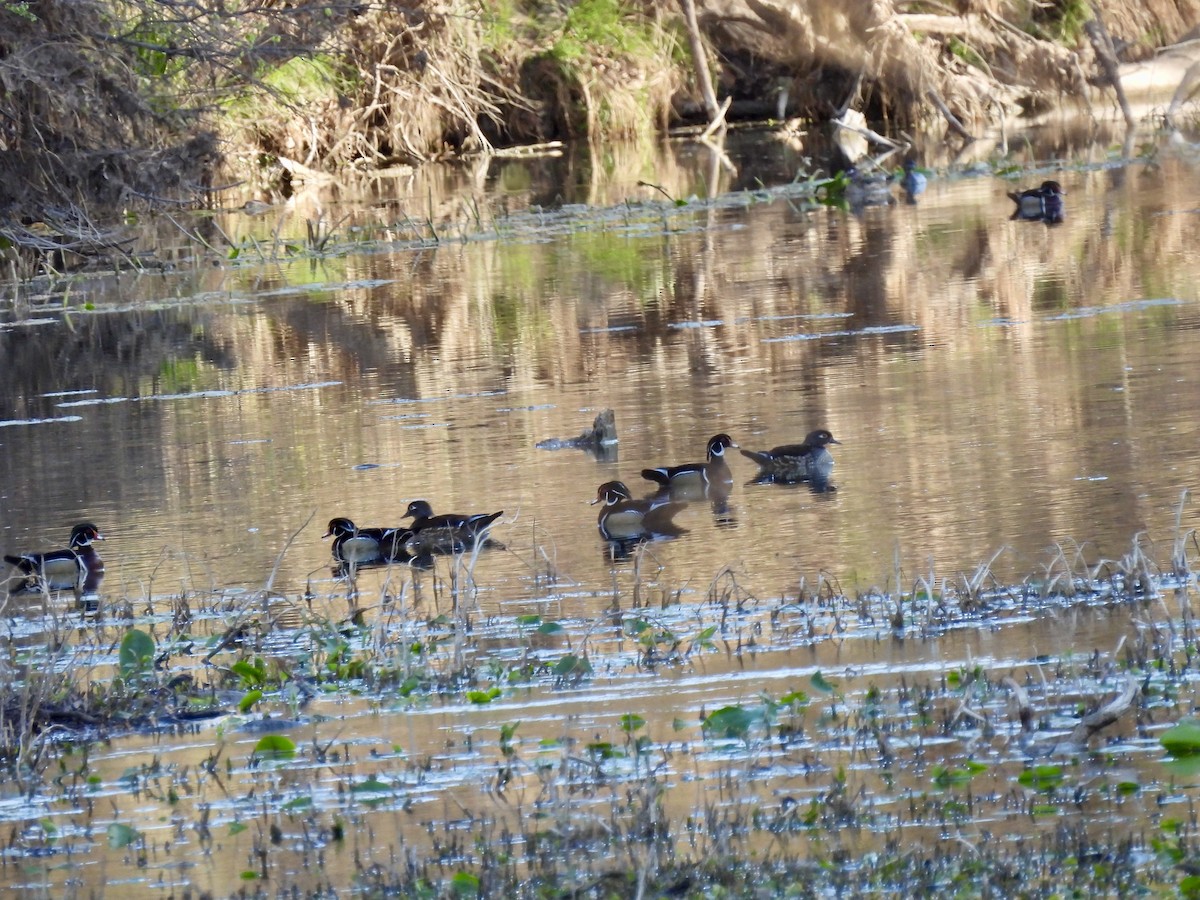 Wood Duck - ML632257134