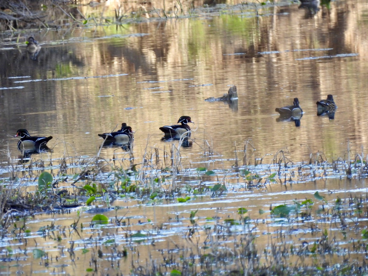Wood Duck - ML632257135