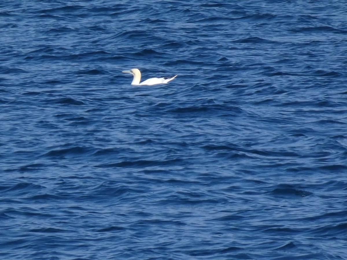 terej bílý - ML632257179