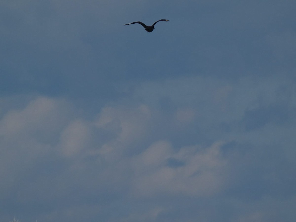 chaluha velká - ML632257189