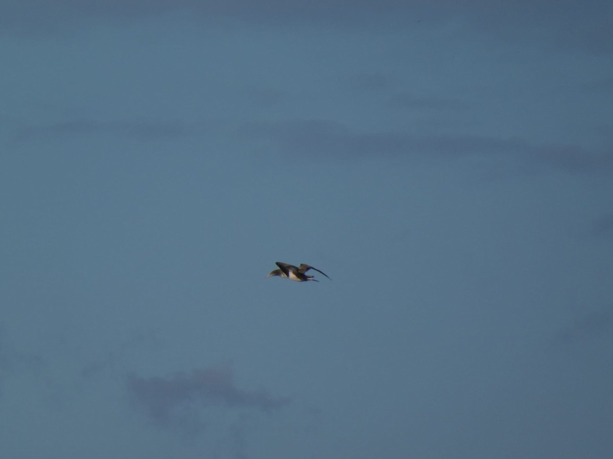 terej bílý - ML632257204