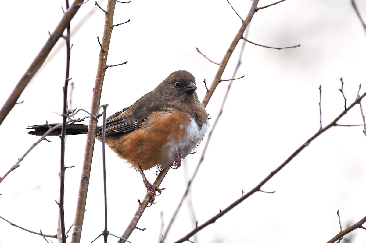 Eastern Towhee (White-eyed) - ML632257205