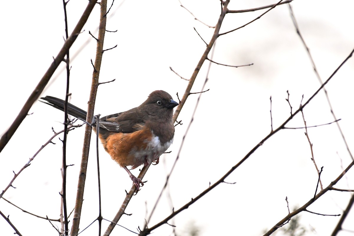 Eastern Towhee (White-eyed) - ML632257206