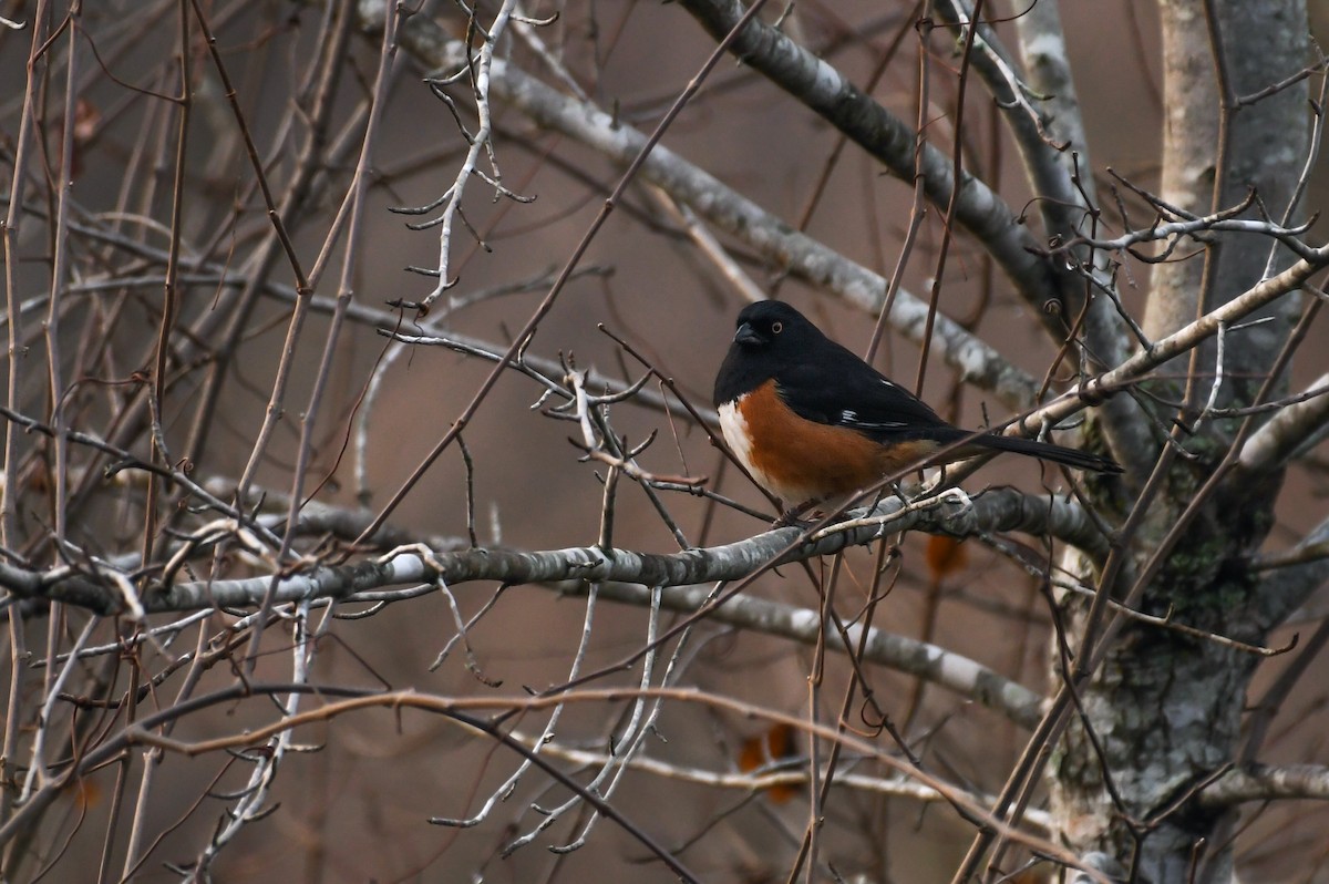 Eastern Towhee (White-eyed) - ML632257207