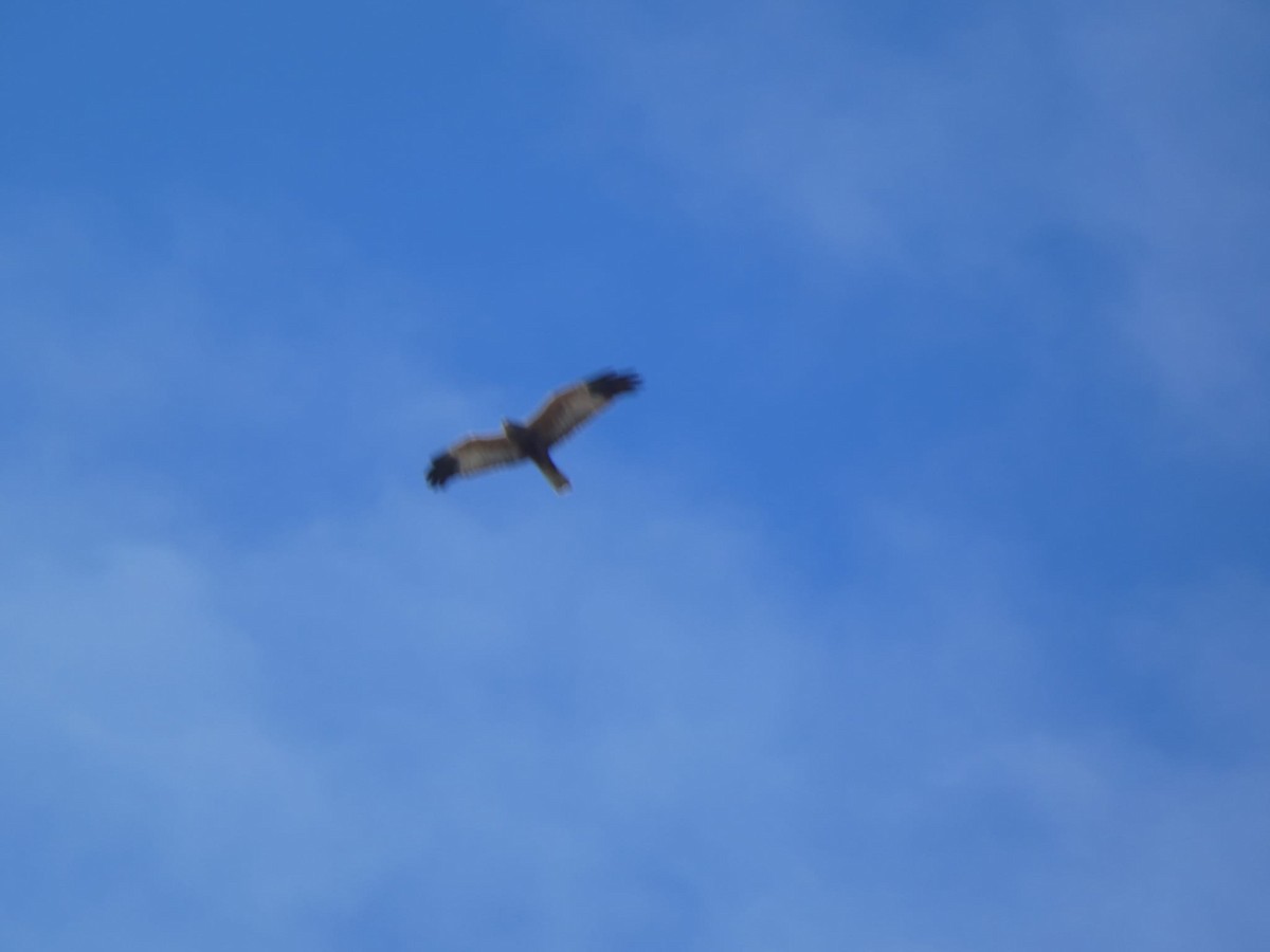 moták pochop - ML632257233