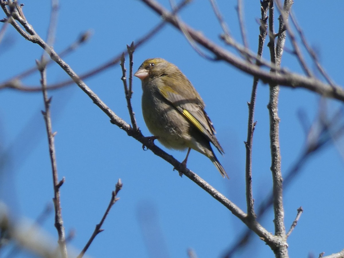 zvonek zelený - ML632257248