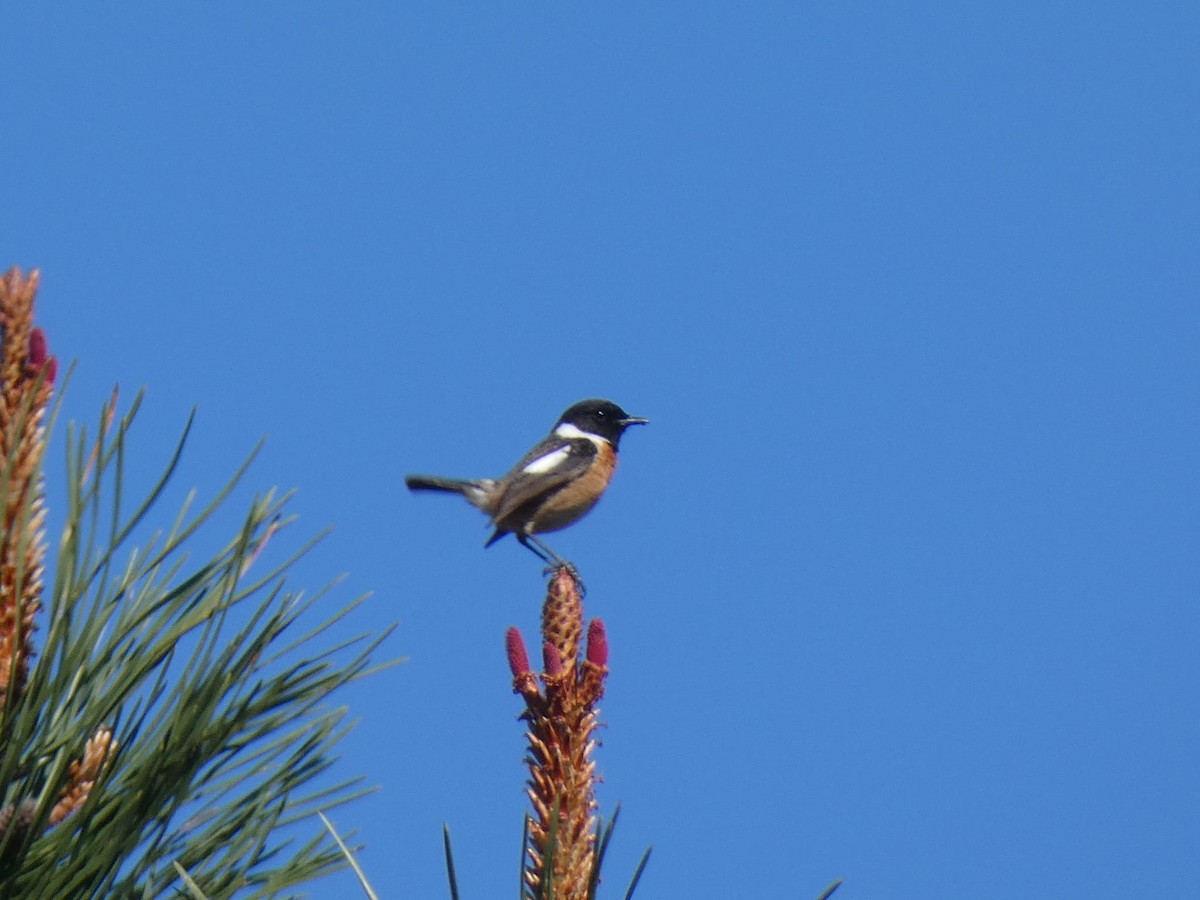 bramborníček černohlavý - ML632257251