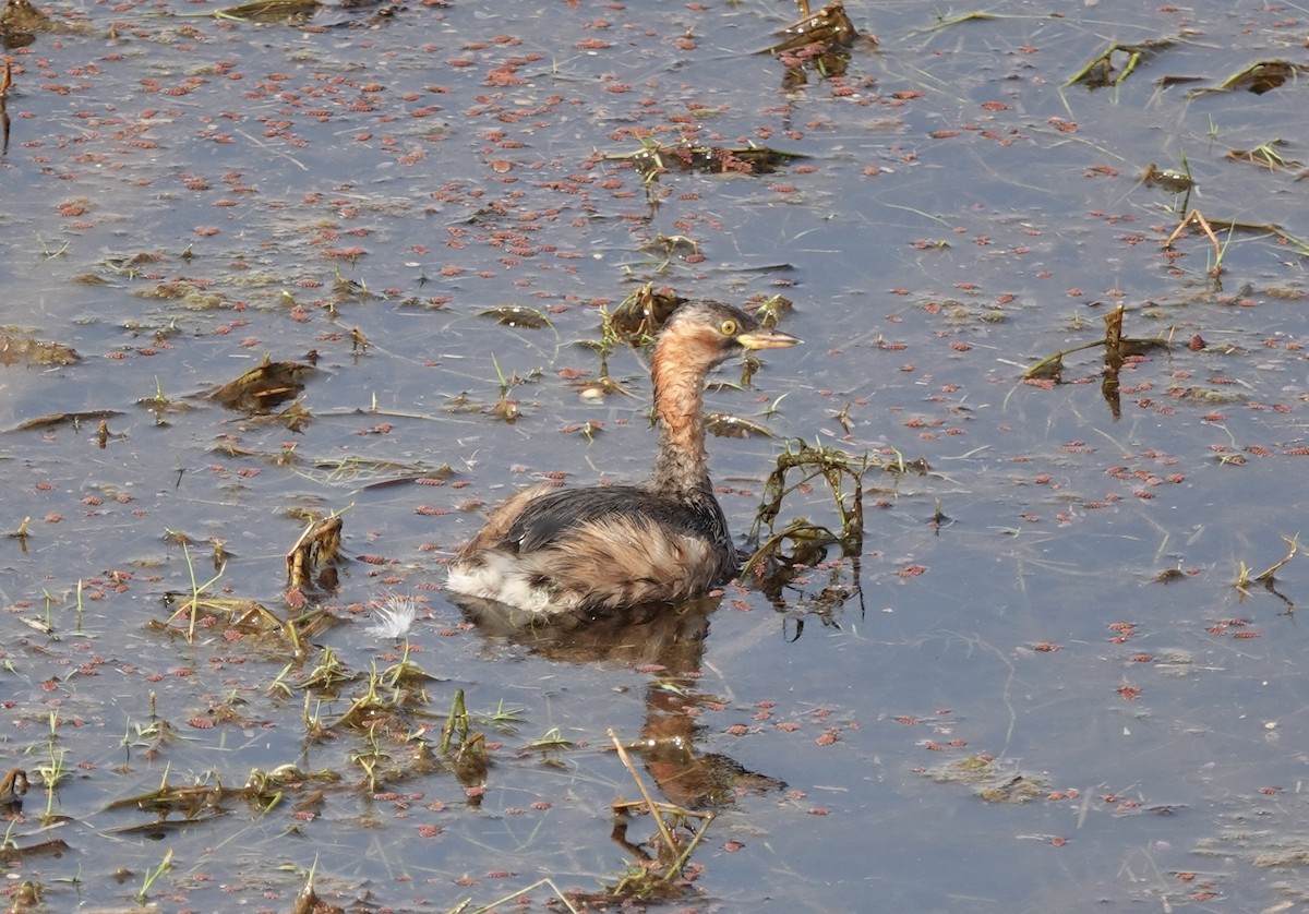 Little Grebe - ML632257252