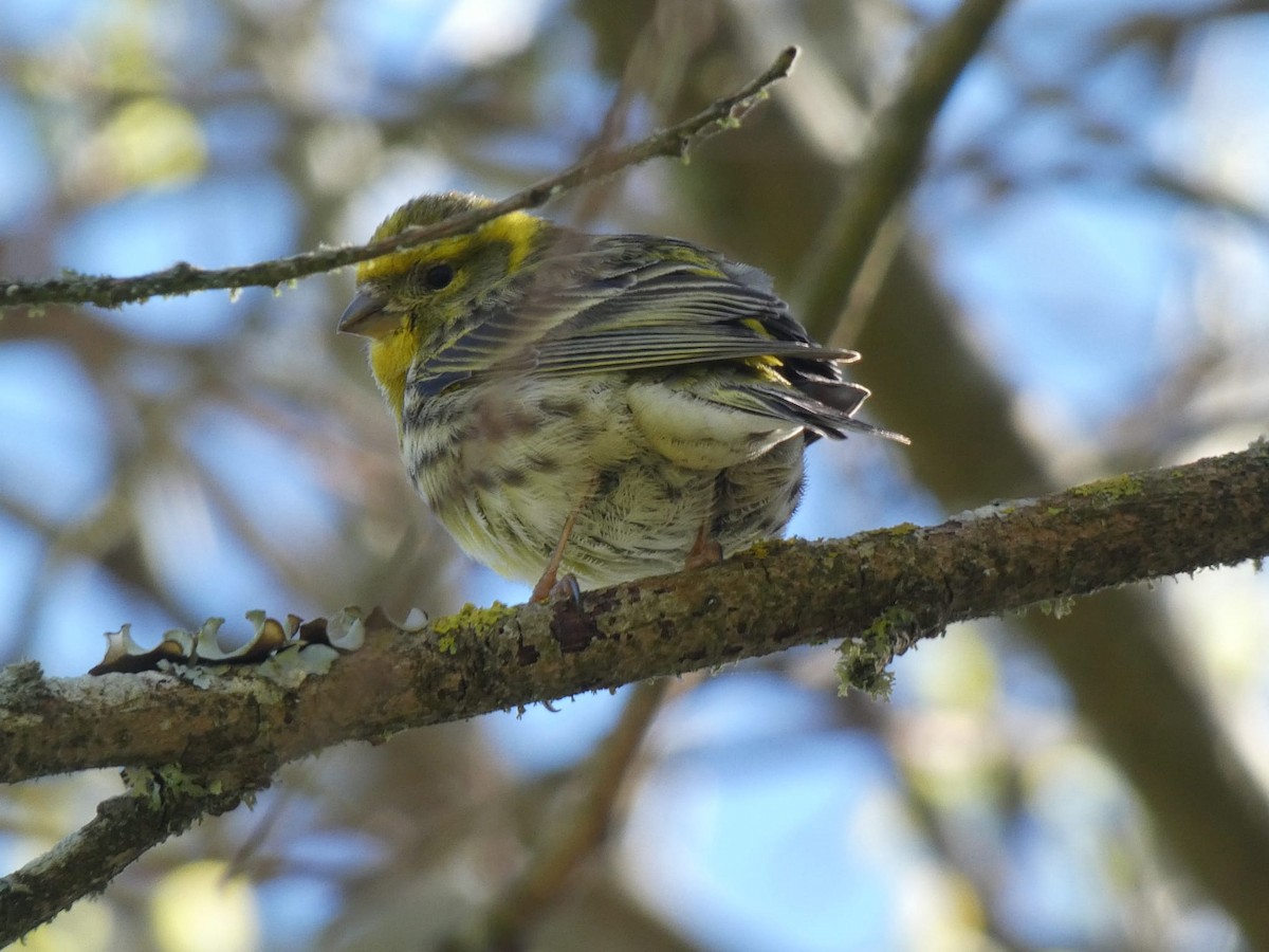 zvonohlík zahradní - ML632257264