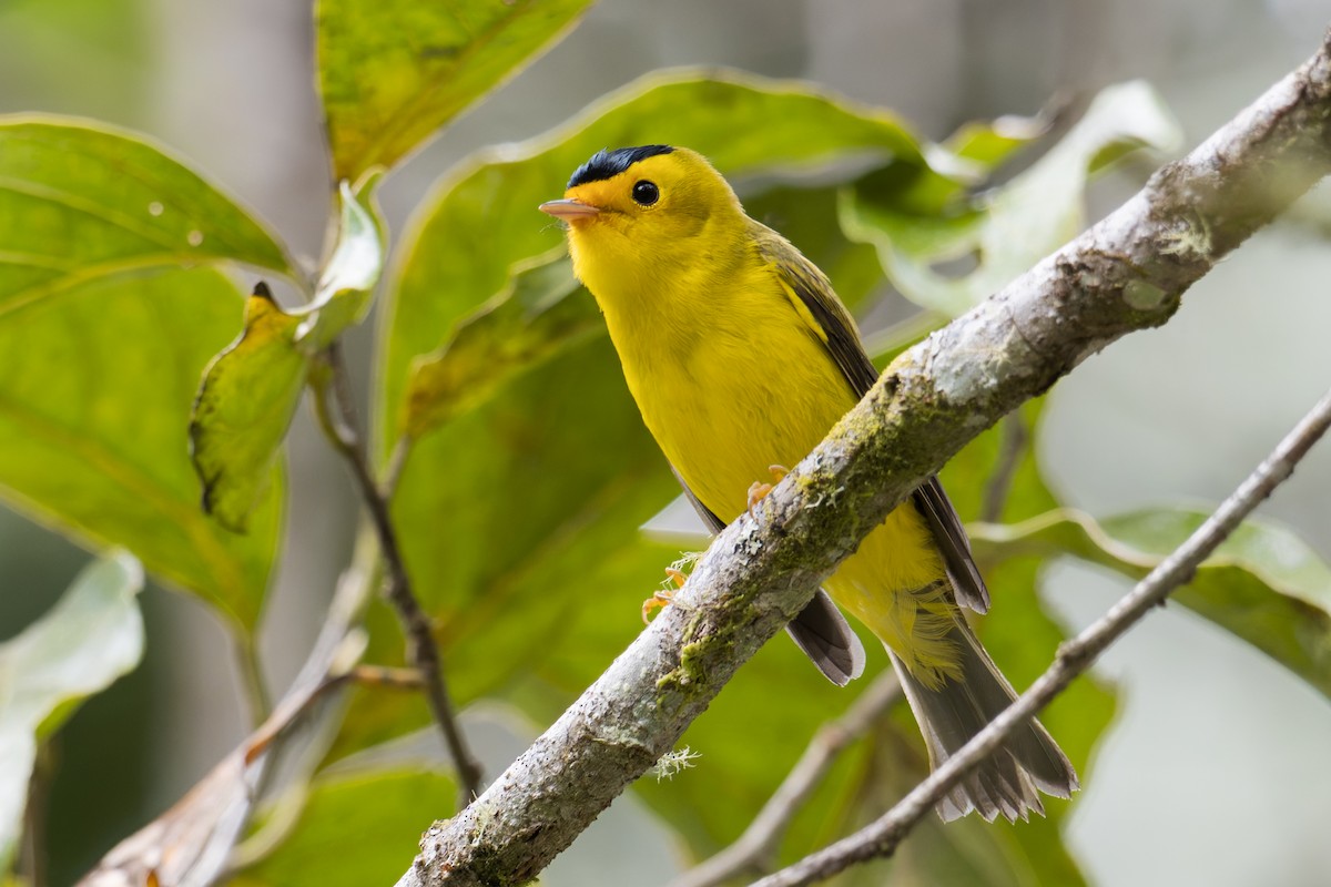 Wilson's Warbler - ML632257406