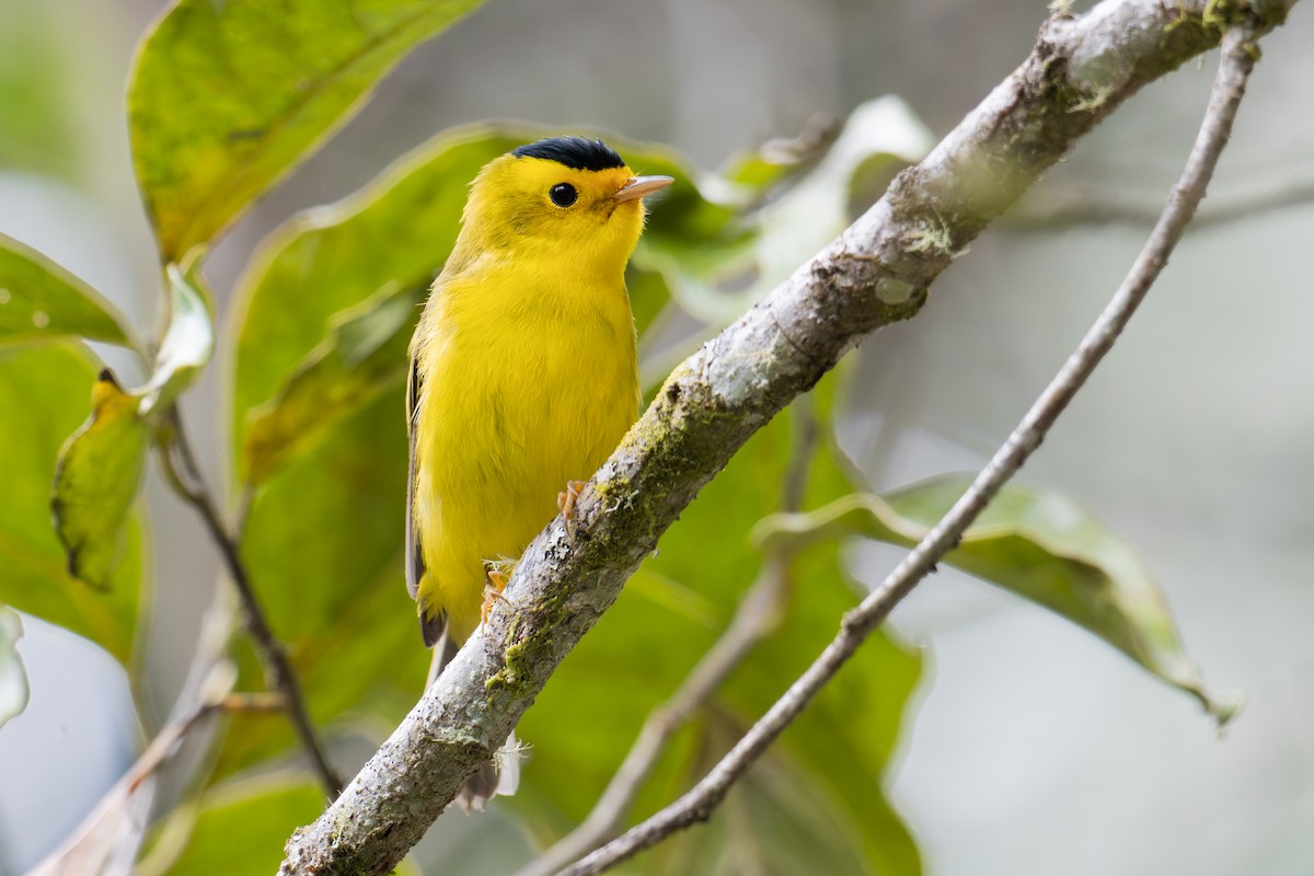 Wilson's Warbler - ML632257407