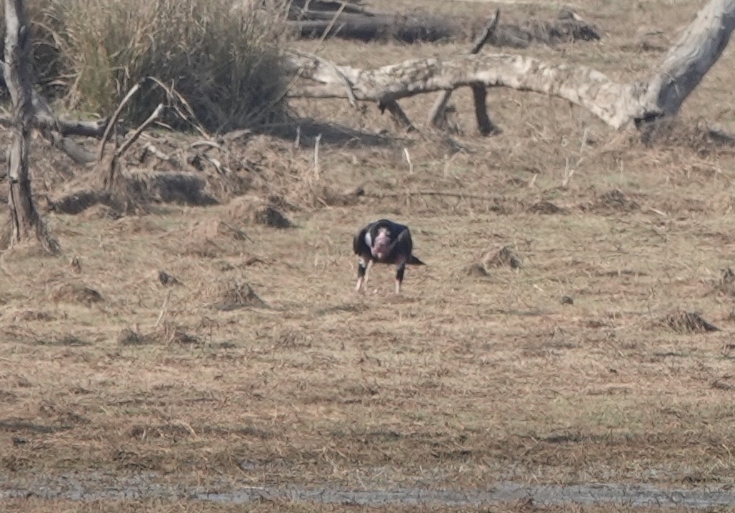 Red-headed Vulture - ML632257415