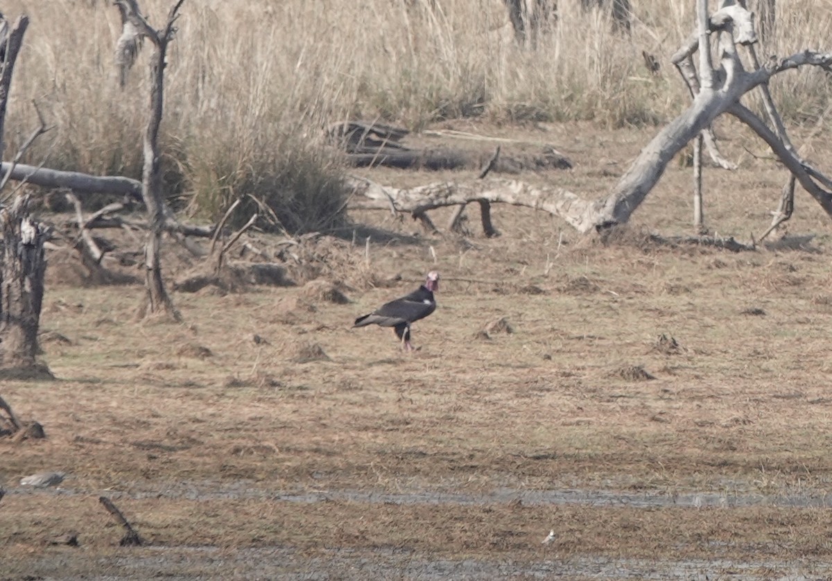 Red-headed Vulture - ML632257417