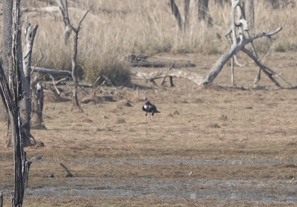 Red-headed Vulture - ML632257418