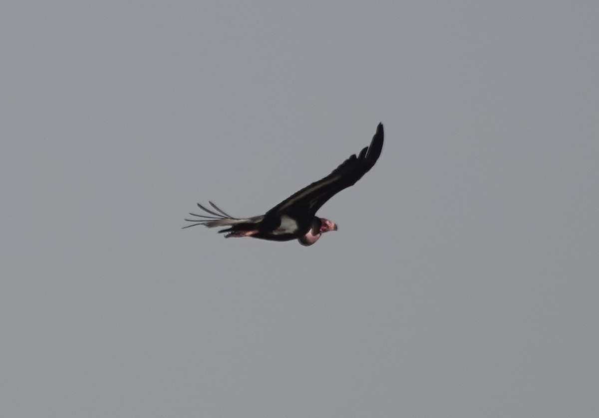 Red-headed Vulture - ML632257419