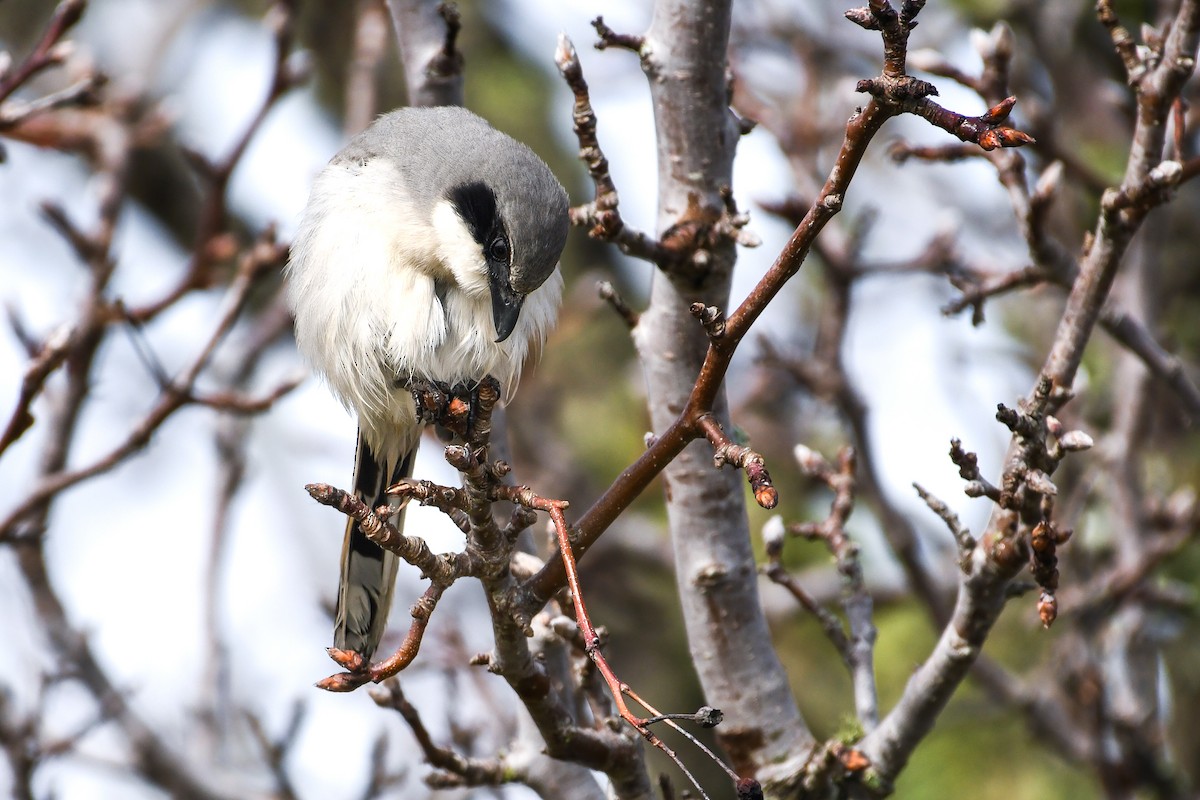 Loggerhead Shrike - ML632257449