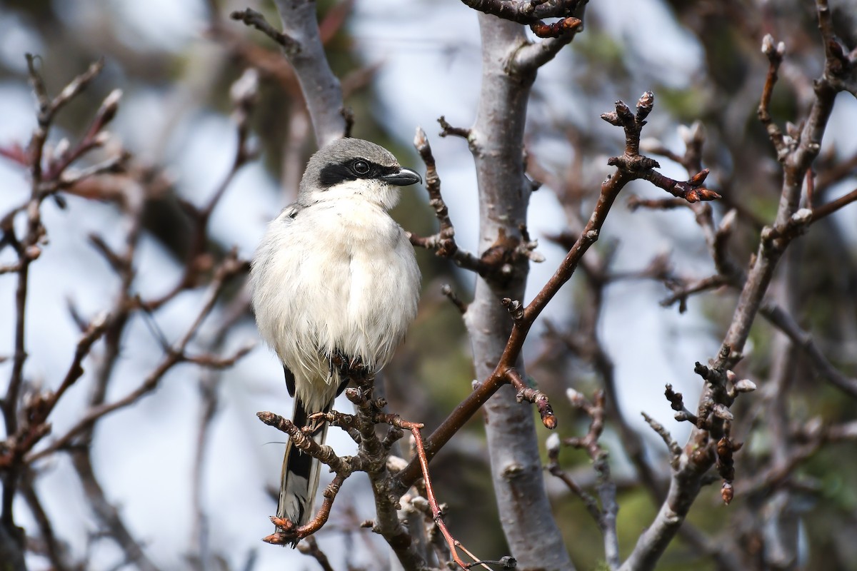 Loggerhead Shrike - ML632257450