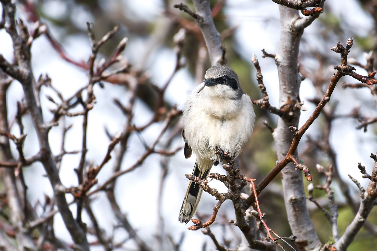 Loggerhead Shrike - ML632257451