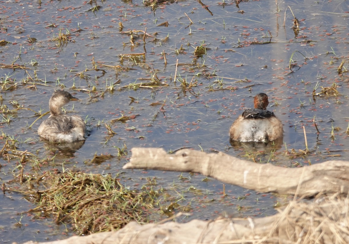 Little Grebe - ML632257474