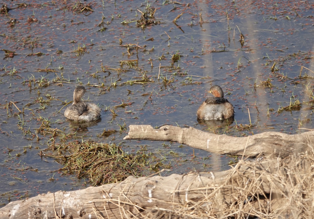 Little Grebe - ML632257475