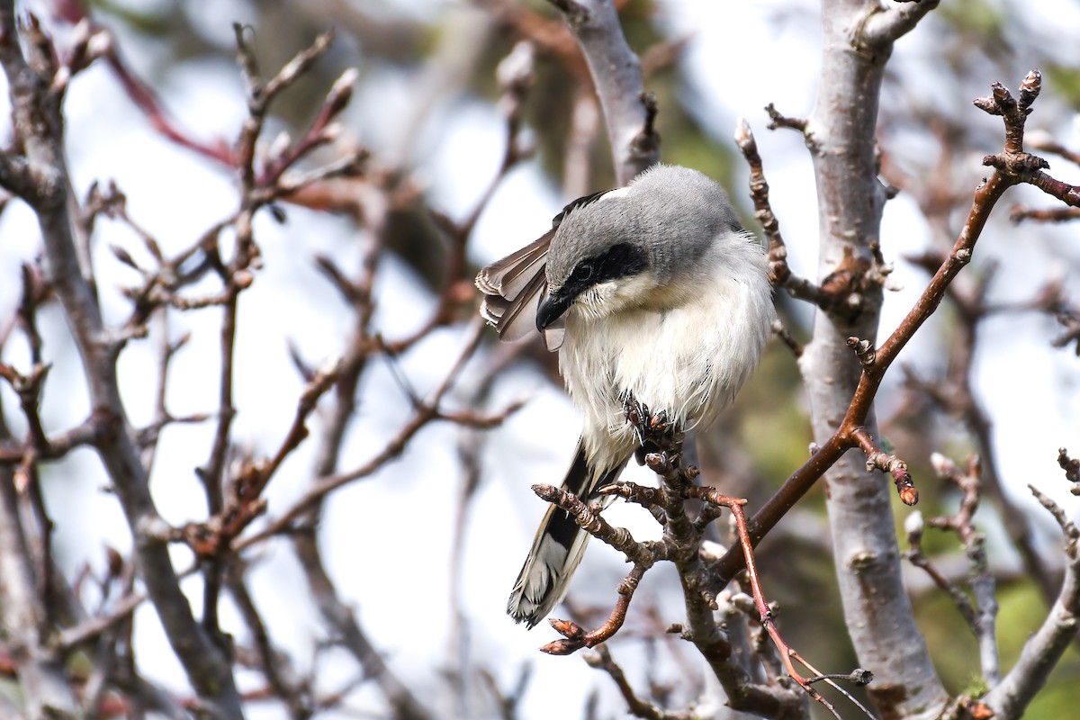 Loggerhead Shrike - ML632257603
