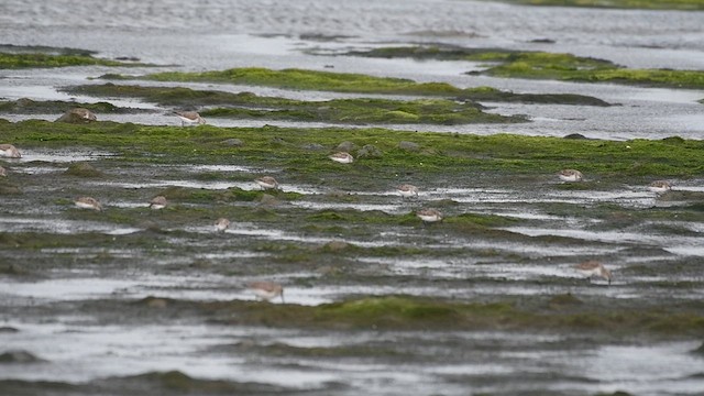 Red-necked Stint - ML632257626