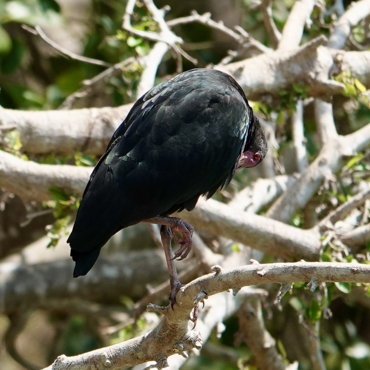 ibis tmavý - ML632257654