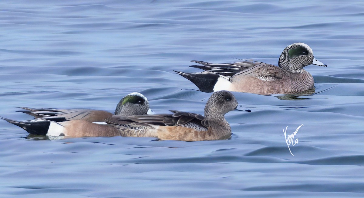 American Wigeon - ML632257792