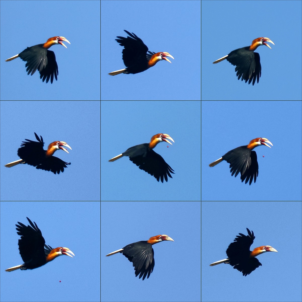 Narcondam Hornbill - ML632257796