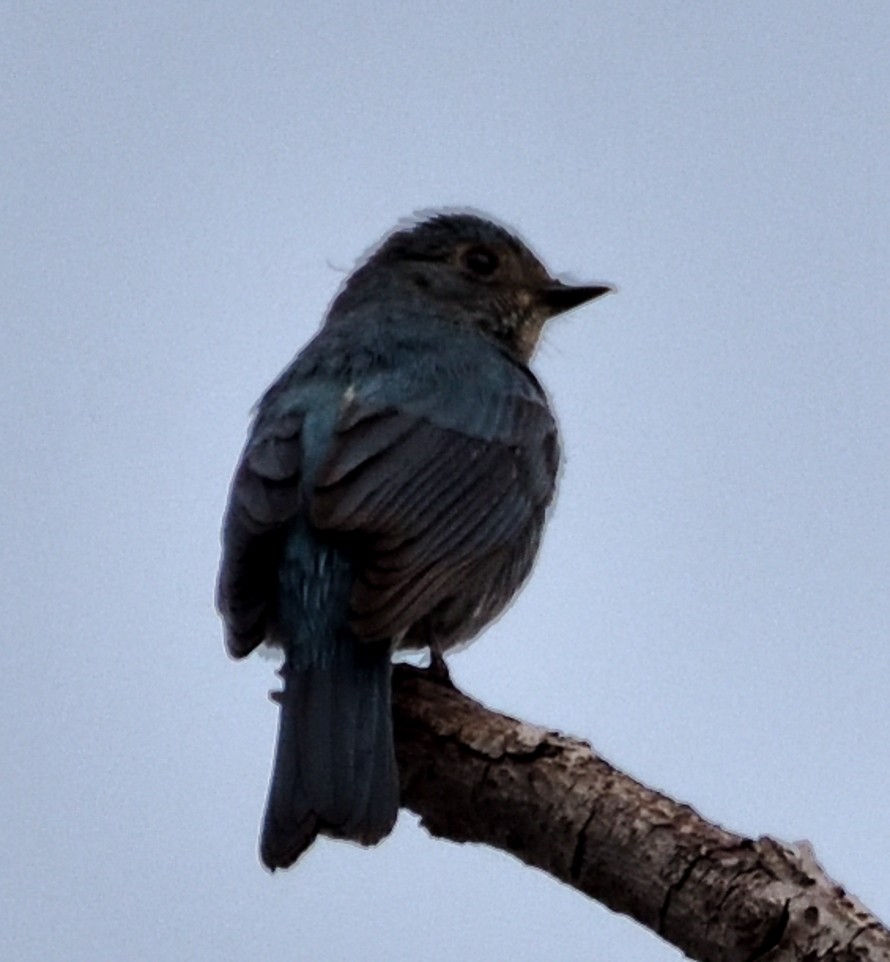 Verditer Flycatcher - ML632257819