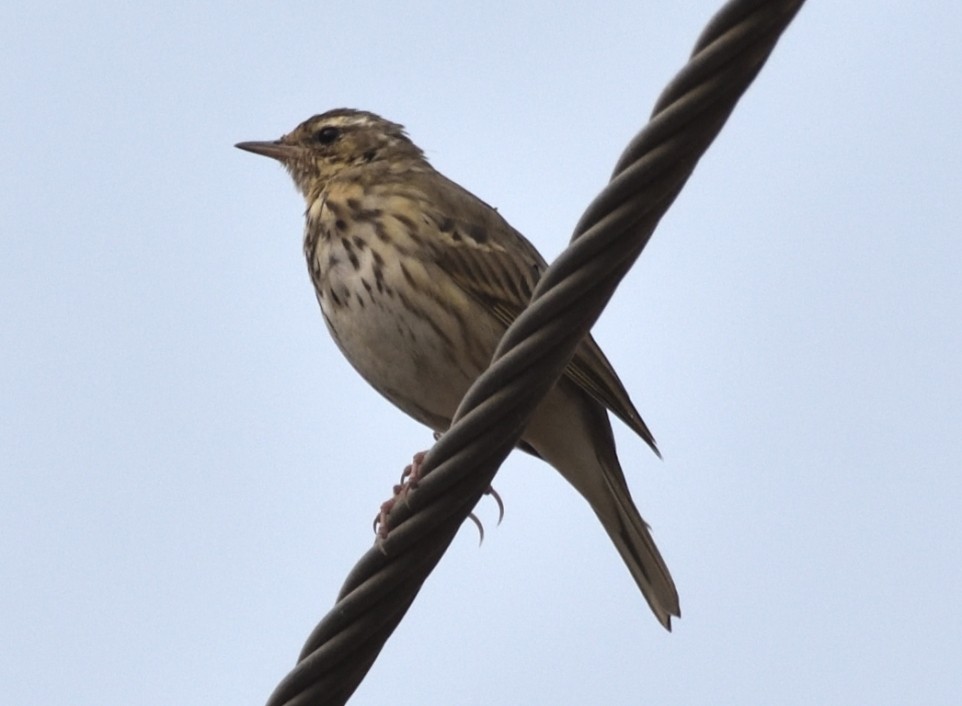Olive-backed Pipit - ML632257844