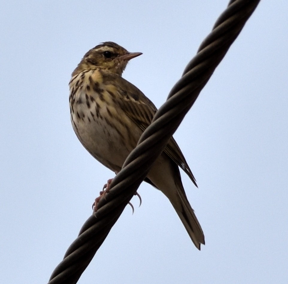 Olive-backed Pipit - ML632257845